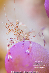 "Contemplative"

A spotted cleaner shrimp spaces out on... by Susannah H. Snowden-Smith 